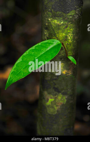 Ein einzelnes Blatt hebt die Schönheit von einem Baumstamm entlang eines Wanderweges in Costa Rica's Tirimbina Biologische finden. Stockfoto