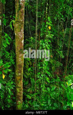 Üppigen, tropischen Pflanzen umgeben den Regenwald Wanderweg am Trimbina Biologische finden. Stockfoto