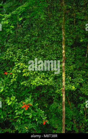 Üppigen, tropischen Pflanzen umgeben den Regenwald Wanderweg am Trimbina Biological Reserve in Costa Rica. Stockfoto