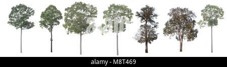 Satz von grünen Bäumen auf weißem Hintergrund. Verschiedene Arten von tree Collection. Stockfoto