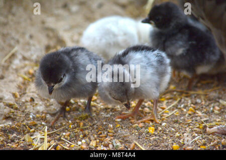 Neugeborene Huhn Chick, und Familie Huhn Stockfoto