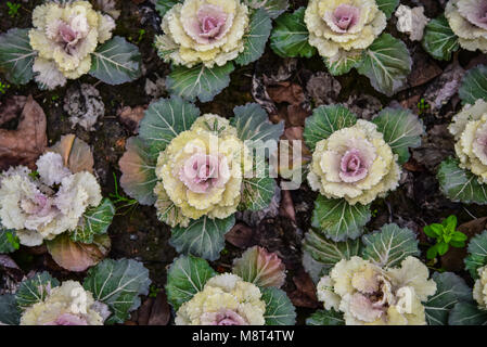 Lila, Weiß und Grün brassica Blumen in einem gemusterten Garten. Frühling Blumen in voller Blüte. Stockfoto