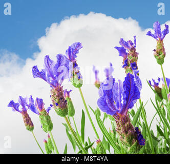 Bush Lavendel bewölktem Himmel Hintergrund. Selektiven Fokus. Stockfoto