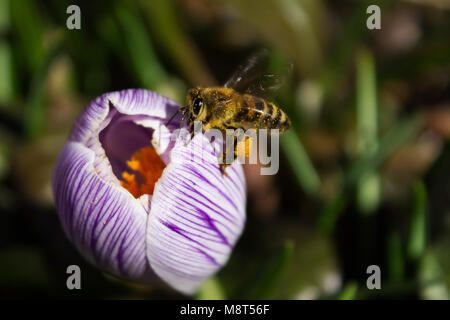 Biene mit Pollen auf die Pfoten auf eine gestreifte Krokus Blume Nahaufnahme Stockfoto