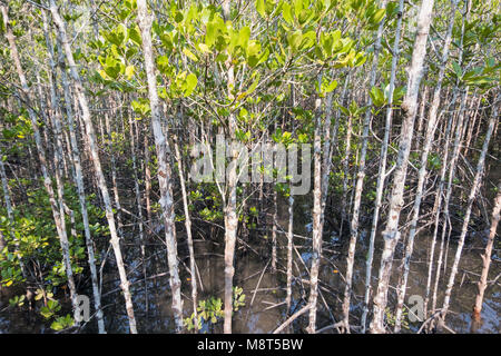 Mangroven entlang der türkis-grüne Wasser im Stream. Mangrovenwald. Stockfoto