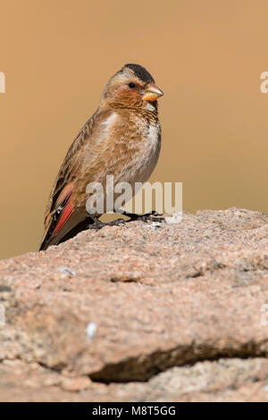 Atlasbergvink, afrikanische Crimson - winged Fink, Rhodopechys alienus Stockfoto