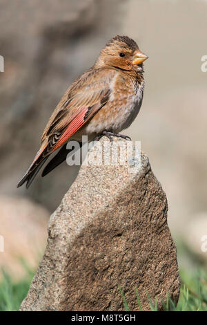 Atlasbergvink, afrikanische Crimson - winged Fink, Rhodopechys alienus Stockfoto