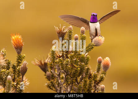 Ecuadoraanse Bergnimf met Vleugels wijd op Pflanze, ecuadorianischen Hillstar mit Flügeln thront auf Anlage Stockfoto