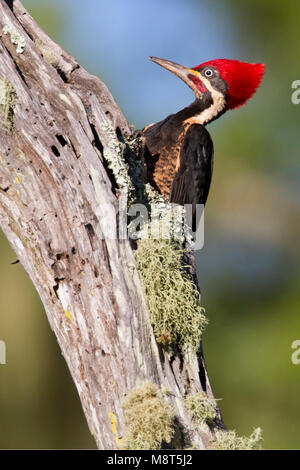 Gestreepte Helmspecht tegen Ausleger, Lineated Woodpecker thront am Baum Stockfoto