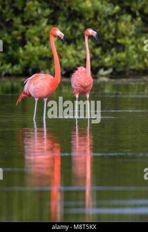 Rode Flamingo, Flamingo, Phoenicopterus ruber Stockfoto