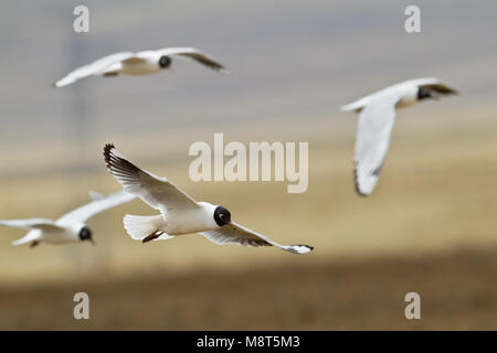 Andesmeeuw in de Vlucht; Anden Möwe im Flug Stockfoto