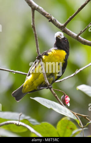 Zwart-gouden Tangare, Schwarz und Gold Tanager Stockfoto