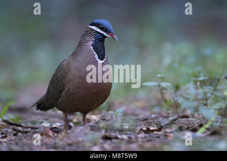 Blauwkopkwartelduif, Blue-headed Starnoenas cyanocephala Quail-Dove, Stockfoto