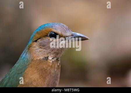 Blauwstuitpitta, Blau-rumped Pitta Pitta soror Stockfoto
