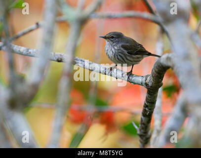 Tijgerzanger, Cape May Warbler, Setophaga Tigrina Stockfoto