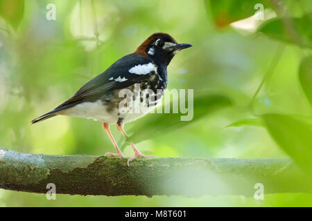 Kastanjekoplijster, Kastanie, schneebedeckten Thrush Stockfoto