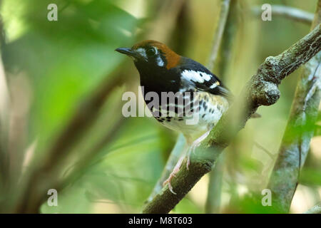 Kastanjekoplijster, Kastanie, schneebedeckten Thrush Stockfoto