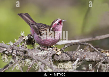 Chinesische Witbrauwroodmus, Chinesische Weiße der tiefsten Rosefinch Stockfoto