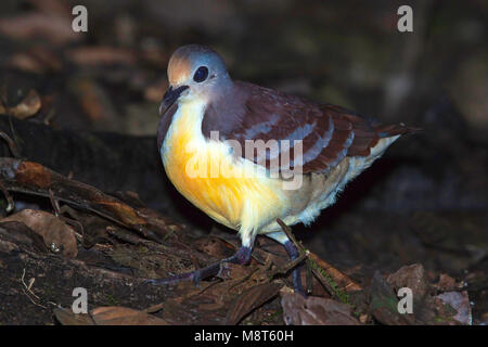 Vogel Bild von Most Shapiro Stockfoto