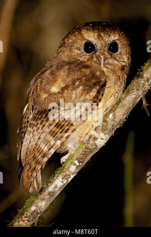 Kaneelkleurige Schreeuwuil, Zimt Screech-Owl Stockfoto