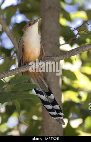 Cubaanse Hagediskoekoek, tolle Lizard-Cuckoo Stockfoto