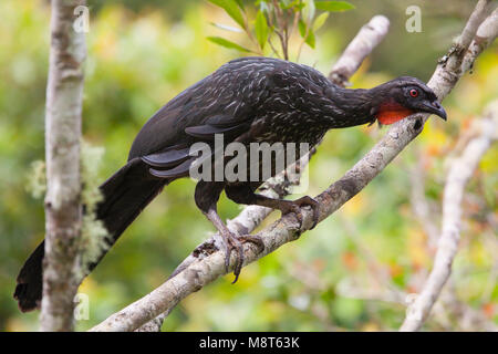 Vogel Bild von Most Shapiro Stockfoto