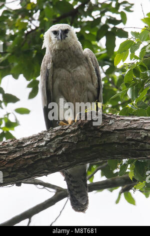 Vogel Bild von Most Shapiro Stockfoto