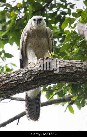 Vogel Bild von Most Shapiro Stockfoto