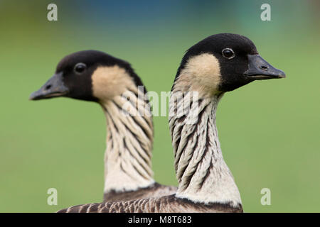 Hawaïgans, Hawaiian Goose Stockfoto