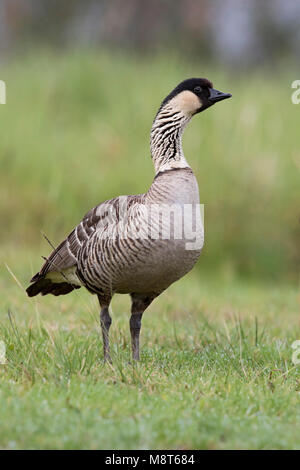 Hawaïgans, Hawaiian Goose Stockfoto