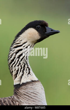 Hawaïgans, Hawaiian Goose Stockfoto