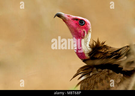 Bedreigde Kapgier in Afrika; kritisch bedrohte Hooded Vulture (Necrosyrtes monachus) in Afrika Stockfoto