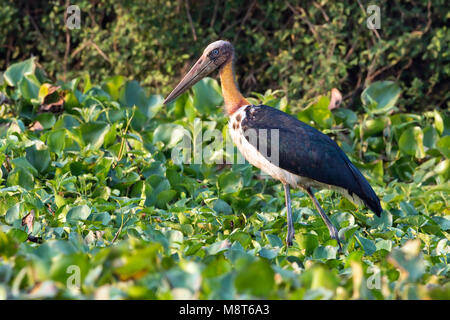 Javaanse Maraboe, Sundamarabus, Leptoptilos javanicus Stockfoto