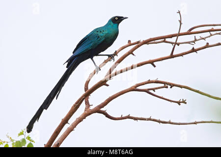 Vogel Bild von Most Shapiro Stockfoto