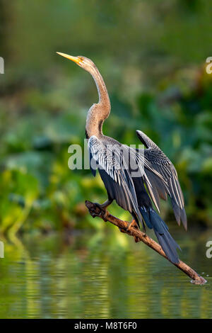 Slangenhalsvogel indische, orientalische, libel Anhinga melanogaster Stockfoto