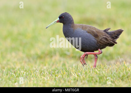 Loodgrijze Ral, Plumbeous Rail Stockfoto