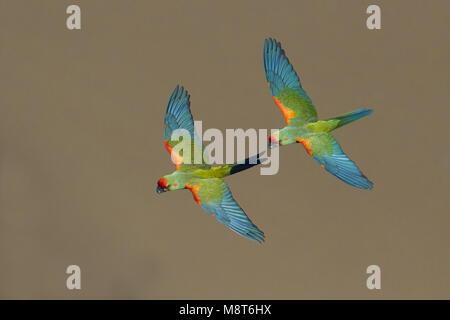 Roodwangara, Red-fronted Macaw Stockfoto