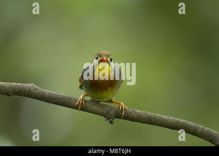 Japanischen Nachtegaal, Red-billed Leiothrix Stockfoto