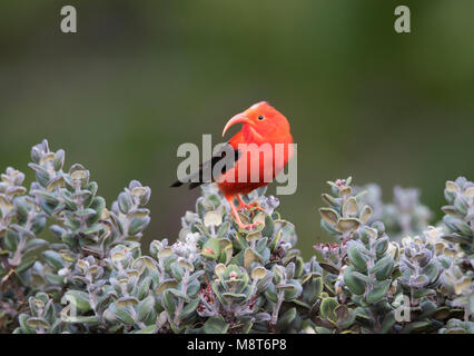 Iiwi o Scarlet Honeycreeper, thront auf einem Busch Stockfoto