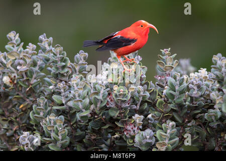 Iiwi o Scarlet Honeycreeper, thront auf einem Busch Stockfoto