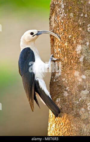 Sikkelvanga, Sichel-billed Vanga Stockfoto