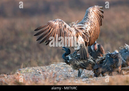 Dunsnavelgier, Slender-billed Geier, Tylose in Tenuirostris Stockfoto