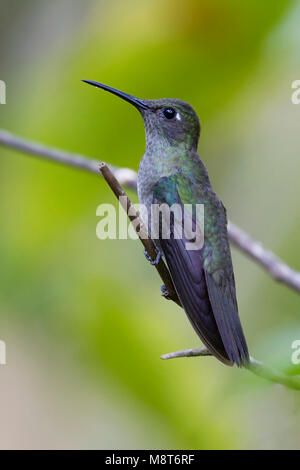 Sombere Kolibrie, Sombre Hummingbird Stockfoto