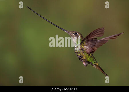 Vliegende Zwaardkolibrie, Schwert-billed Hummingbird in Vlucht Stockfoto