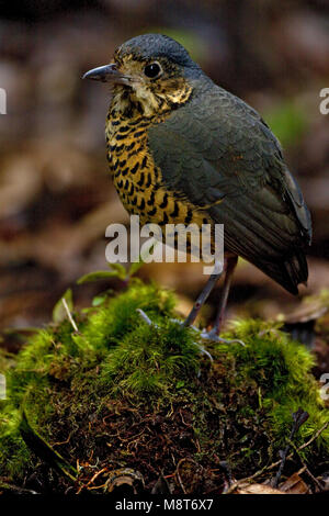 Geschubde Mierpitta, gewellte Antpitta Stockfoto