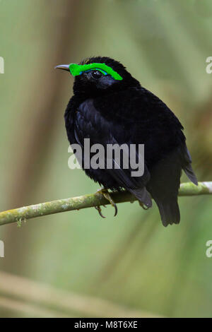 Vogel Bild von Most Shapiro Stockfoto