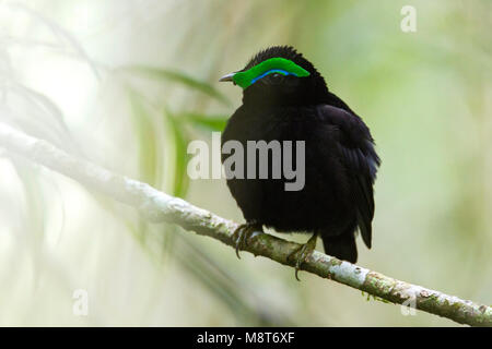 Vogel Bild von Most Shapiro Stockfoto