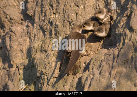 Oeverzwaluw met Jongen in nestopening; Sand Martin mit Jungen im Nest öffnen Stockfoto