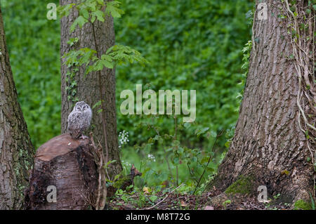 Net uitgevlogen bosuil Kuiken gegründet op een stronk tussen de Baume; Juvenile Waldkauz thront auf einem trunck Stockfoto