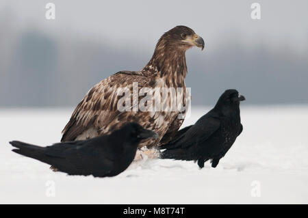 Zeearend tussen Raven in de sneeuw; Seeadler und Rabe im Schnee Stockfoto